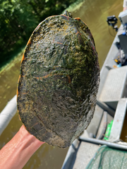 Pseudemys concinna concinna