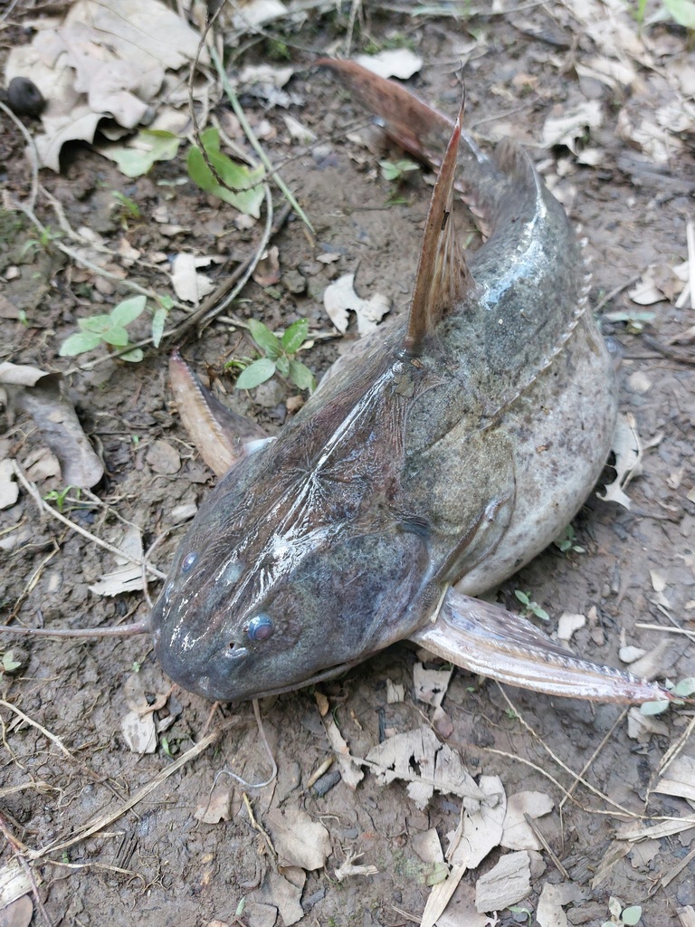 Thorny Catfish