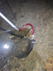 Kinosternon scorpioides scorpioides