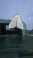 Hahncappsia pergilvalis