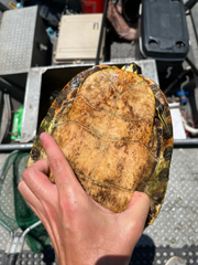 Pseudemys concinna concinna