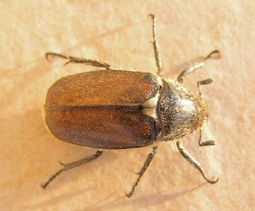 Anoxia scutellaris