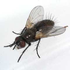 Lydina