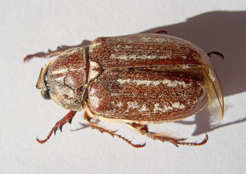 Anoxia orientalis