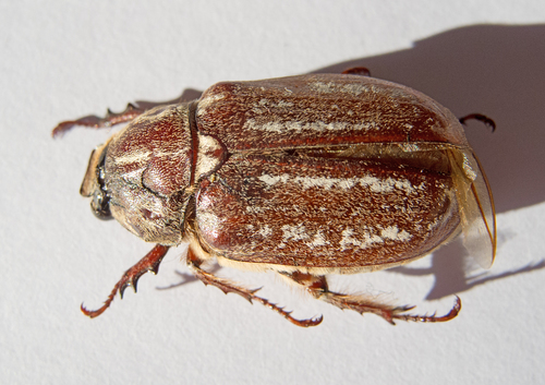 Anoxia orientalis
