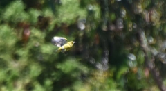 Chlorodrepanis virens wilsoni