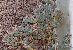 Dalea mollissima