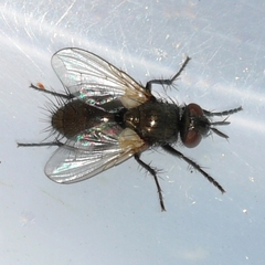 Lydina