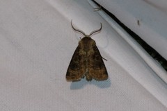 Agrotis clavis