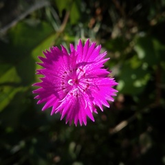 Dianthus seguieri