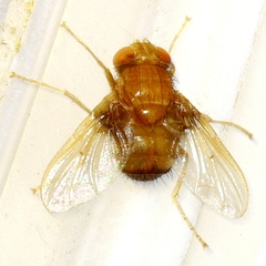 Ormia brevicornis