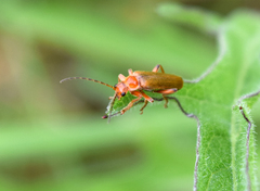 Cantharis pallida