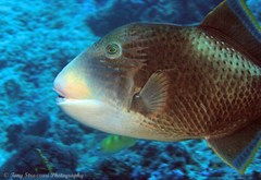 Pseudobalistes flavimarginatus