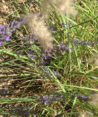 Xylocopa californica californica