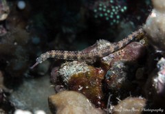 Corythoichthys haematopterus