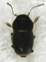 Ptiliodes austerus