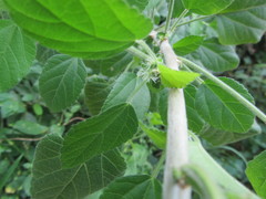 Acalypha glabrata pilosa