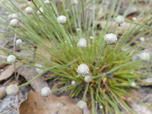 Image of Paepalanthus minor by no rights reserved