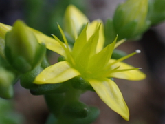 Sedum acre