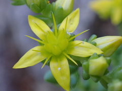 Sedum acre