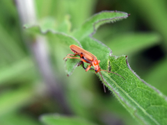 Cantharis pallida