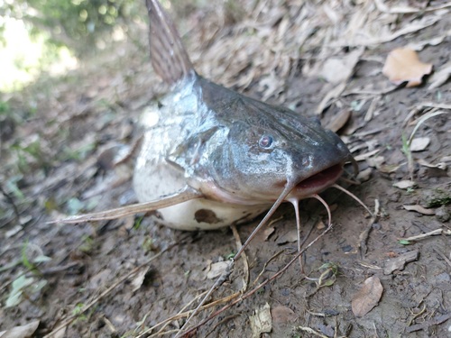 Rivas' thorny catfish (Pterodoras rivasi) — Doradidae — 3