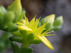 Sedum acre