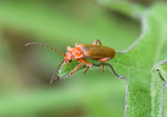Cantharis pallida