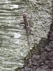 Basiliscus basiliscus