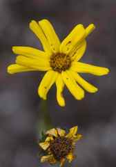 Senecio saniensis