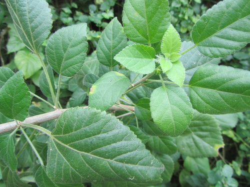 Forest False Nettle (Acalypha glabrata) · iNaturalist