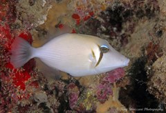 Boomerang Triggerfish photo 2