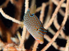 Canthigaster papua