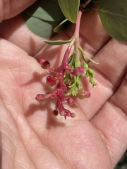 Exobasidium vaccinii-uliginosi