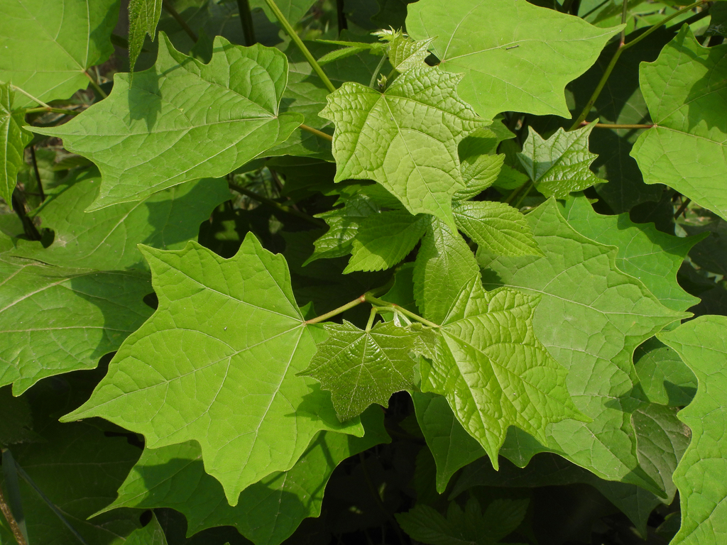 Chinese Alangium from Shinan District, Qingdao, Shandong, China on June ...