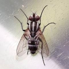 Paradidyma singularis