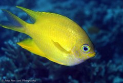 Golden Damselfish photo 5