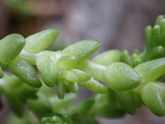Sedum acre