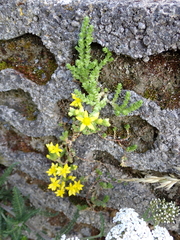 Sedum acre