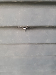 Desmia funeralis