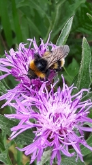 Bombus vestalis