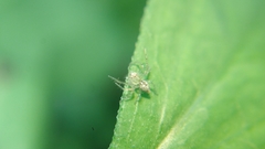 Oxyopes