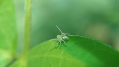Oxyopes