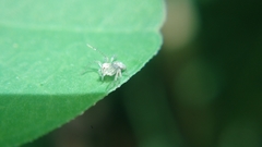 Oxyopes