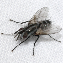 Paradidyma singularis