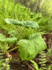 Oplopanax