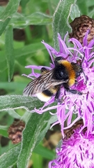 Bombus vestalis