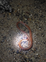 Phimophis guianensis