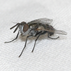 Paradidyma singularis