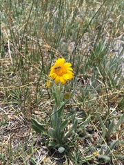 Arnica sonnei